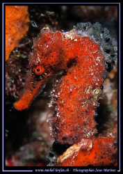 A red Sea Horse... :O)... by Michel Lonfat 